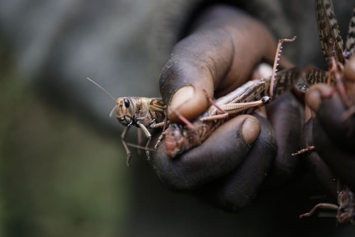 Erratic weather fueled by climate change will worsen locust outbreaks, study finds [Video]