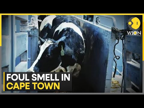 Kuwaiti ship carrying 19,000 cattle stink up Cape Town | WION [Video]