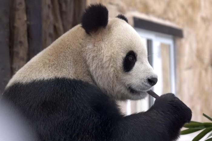 Atlanta is the only place in US to see pandas for now. But dozens of spots abroad have them [Video]