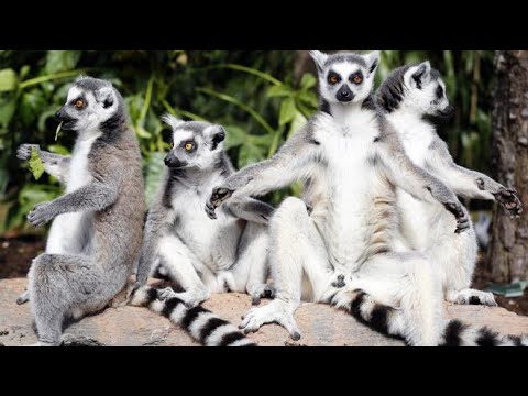 oman marks world 🌎 wildlife day | World wildlife day – 2024 | Oman News | Oman News Today | Wildlife [Video]