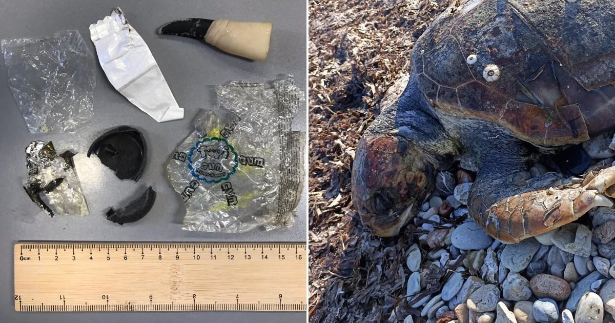 Plastic Halloween witch finger among rubbish found in turtle stomachs | World News [Video]