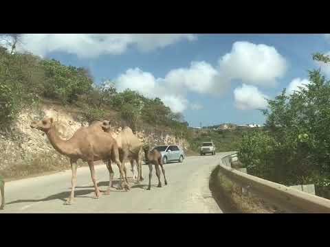 Blue sky,camel 🐪 Oman 🇴🇲 salalah,heart of green land Middle East [Video]
