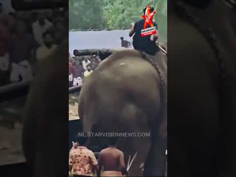 The elephant found in Aratupuzhapuram was locked up [Video]