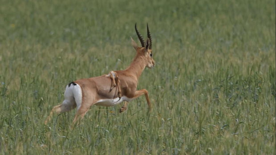Six-legged gazelle discovered in Israel [Video]