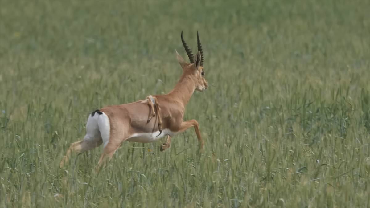Gazelle with SIX LEGS is photographed in Israel [Video]