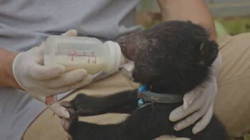 Rescued Laos moon bear cubs recovering after historic rescue [Video]