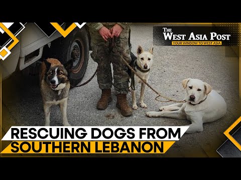Lebanon: Man sets up shelter for dogs, safe haven amid Hezbollah-Israel clashes | West Asia Post [Video]