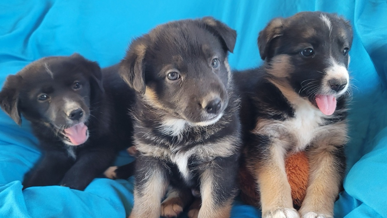 From Tragedy to Triumph: The Land Before Time Litter’s Journey [Video]