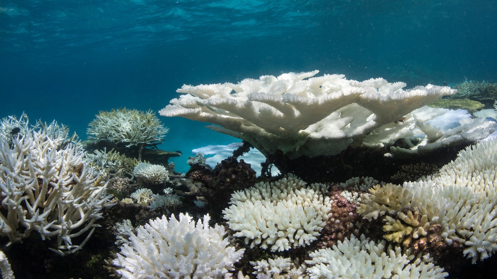 4th global coral reef bleaching event underway as oceans continue to warm: NOAA [Video]