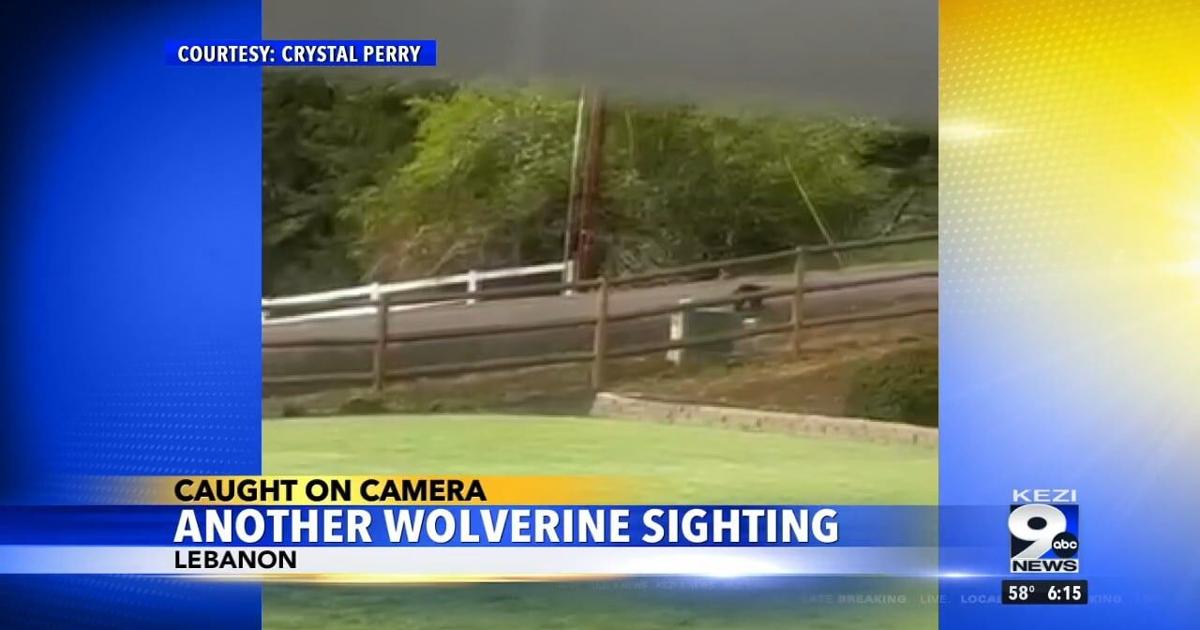 Another wolverine spotted in Willamette Valley | Video