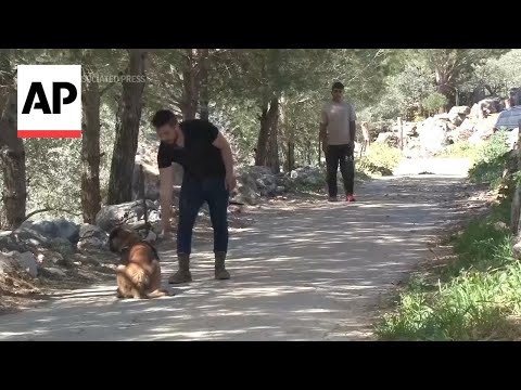 Lebanese man sets up shelter for dogs left behind during clashes with Israel [Video]