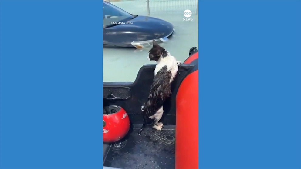 Video Cat rescued from Dubai flooding after clinging to car door [Video]