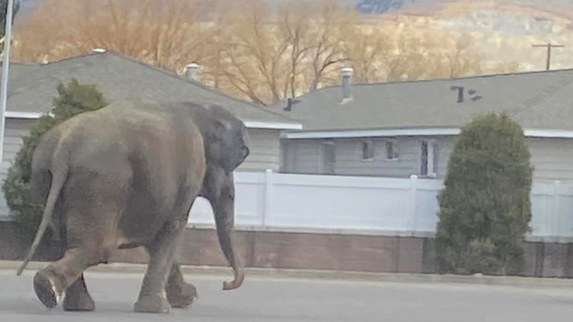Elephant escapes from circus, takes a stroll through Montana town [Video]