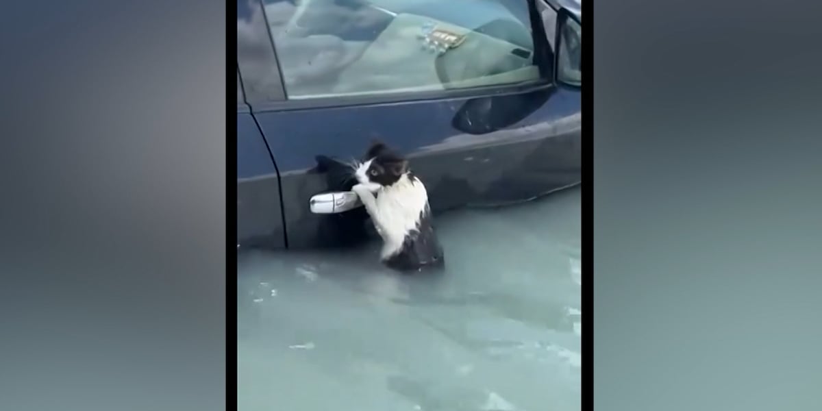 Cat holds onto cars door handle to survive floodwaters [Video]