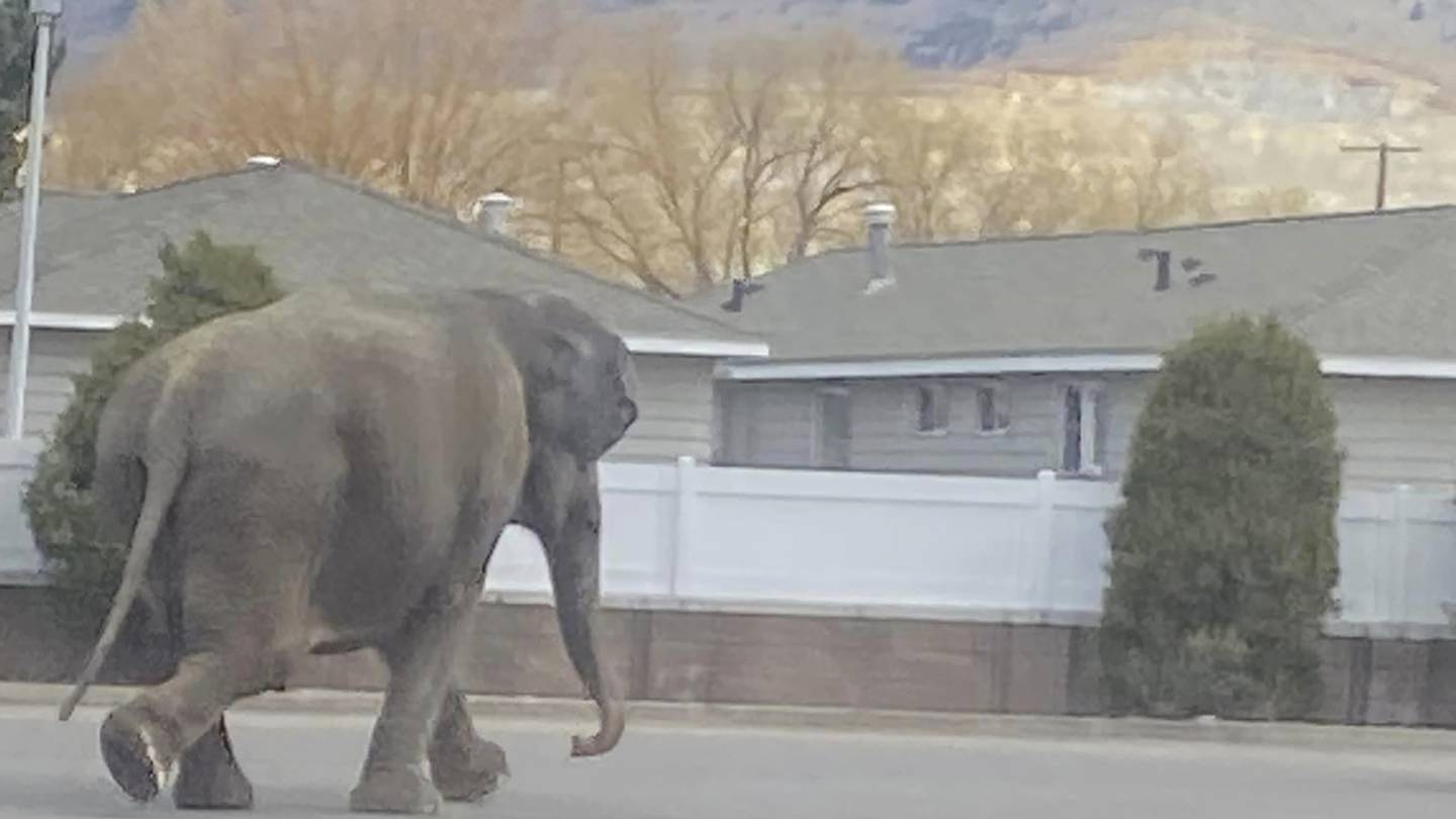 A vehicle backfiring startled a circus elephant into a Montana street. She still performed Tuesday  WSOC TV [Video]