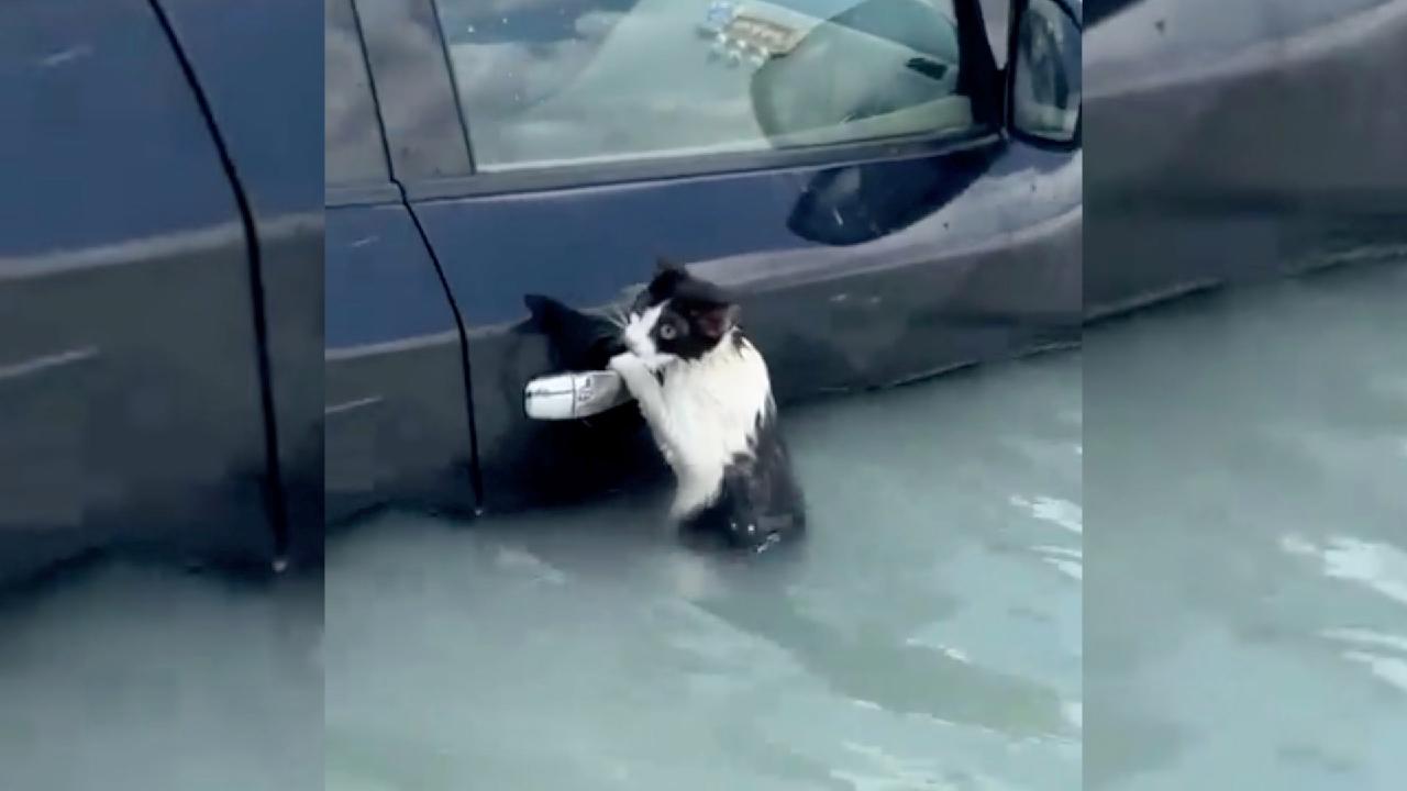 Trapped kitten saved by police officer after rain in Dubai [Video]
