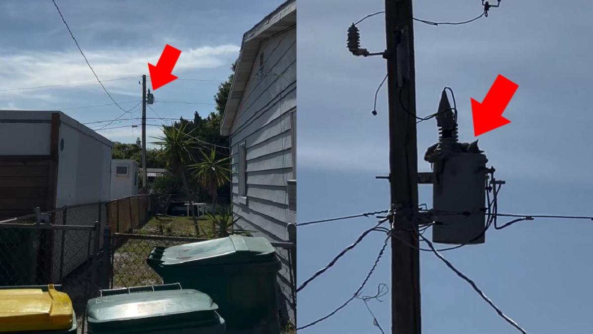 Cat rescued from Cocoa utility pole after 2 days, firefighters say [Video]