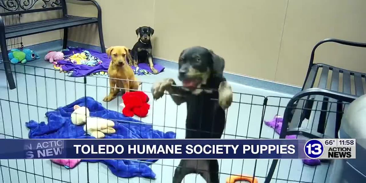Puppy playtime at Toledo Humane Society [Video]