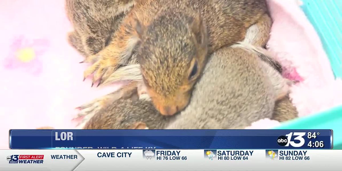 Officials urge public not to interact with newborn wildlife this spring [Video]