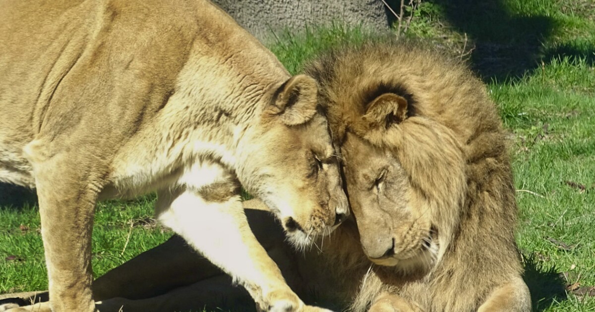 Detroit Zoo announces Simba the lion will be leaving in the near future [Video]