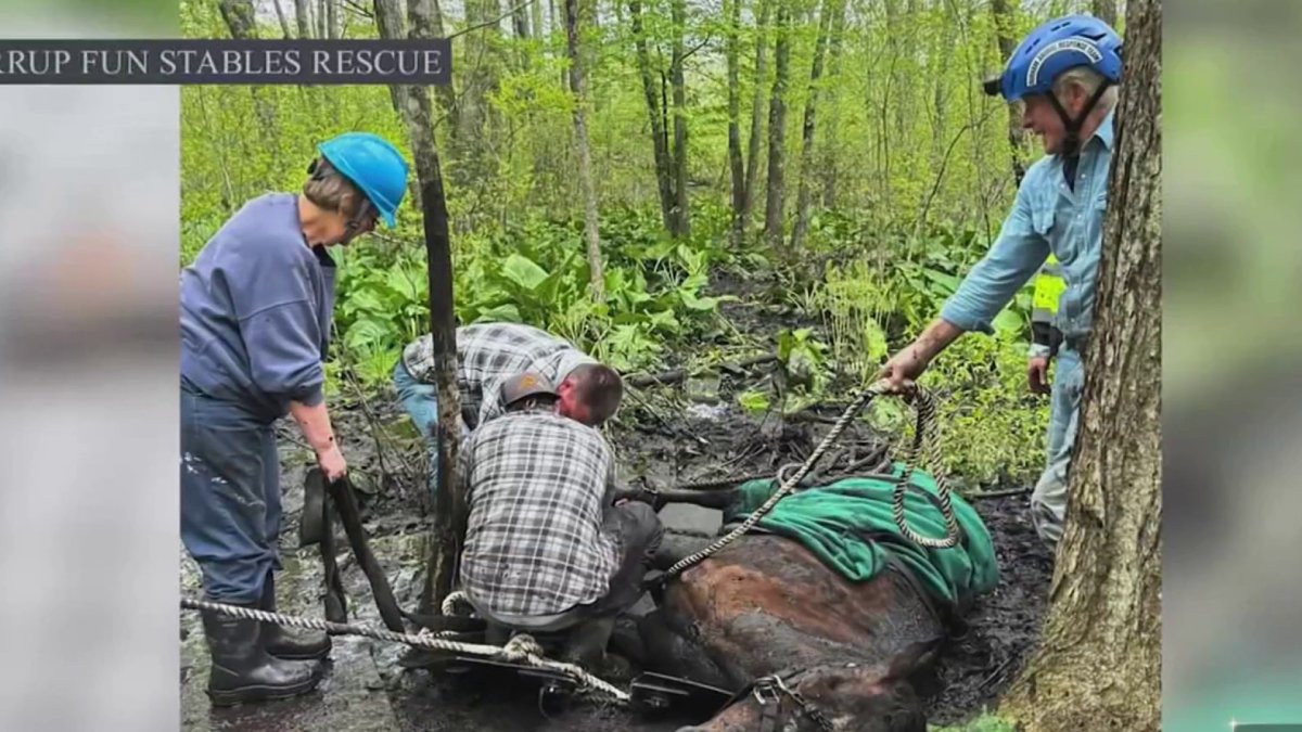 2 horses trapped in mud for several hours in Lebanon rescued by 40 people  NBC Connecticut [Video]