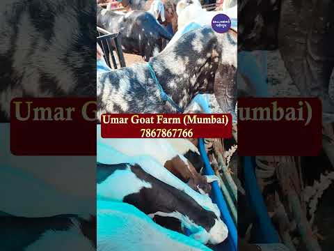 Direct Goats from Farm, Umar Goat Farm (Mumbai Central)  Variety of Qurbani Goats, [Video]